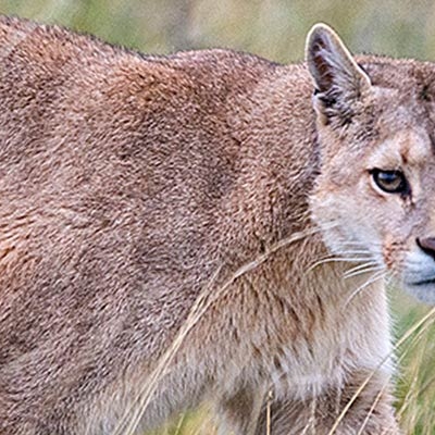 Puma in Patagonia