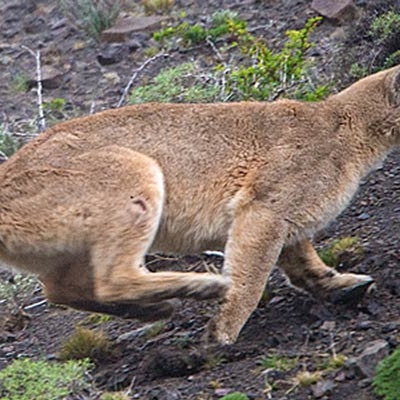 Puma in Patagonia