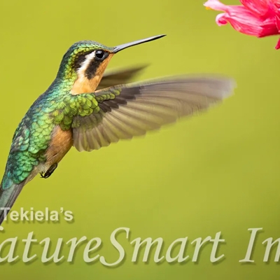 Purple-throated Mountain-gem