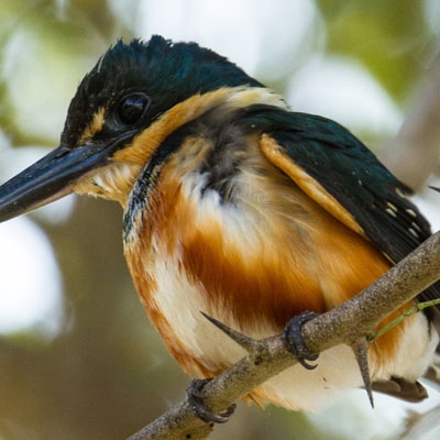 Pygmy Kingfisher