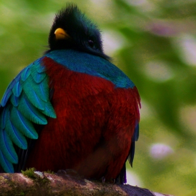 Resplendent Quetzal