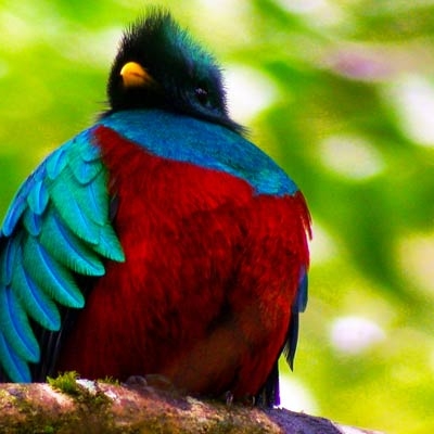 Resplendent quetzal
