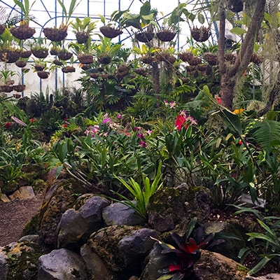 Quito Botancial Garden's Orchid House