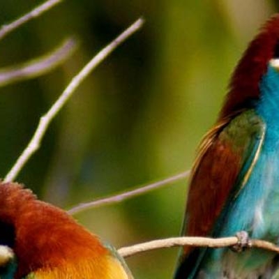 Bee-eater