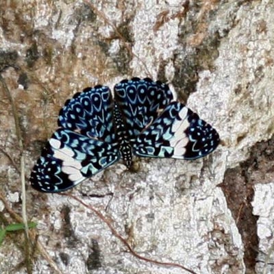 Red Cracker butterfly