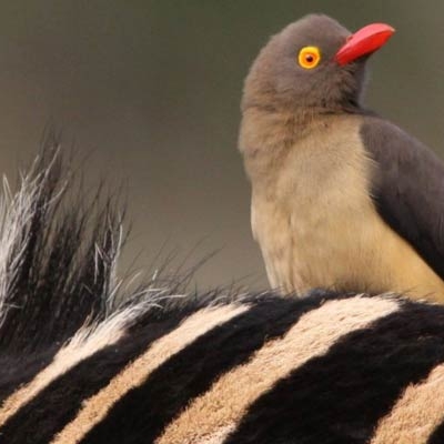 Red-billed Oxpecker on a zebra