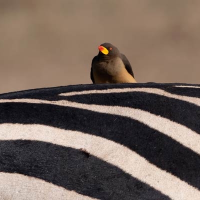 Red-billed Oxpeckers on a zebra