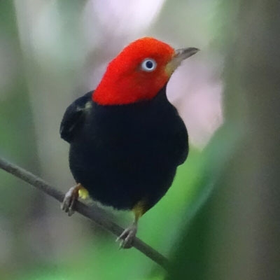 Red-capped Manakin