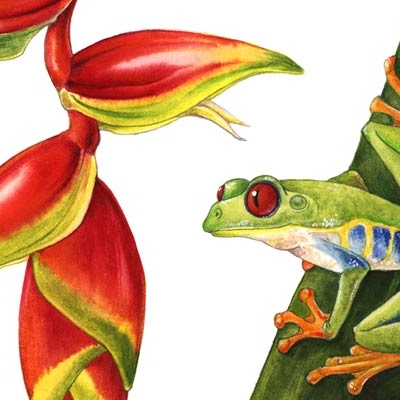 Red-eyed tree frog