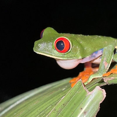 Red-eyed Tree Frog