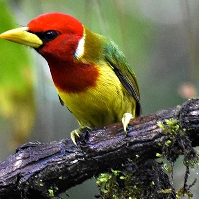 Red-headed Barbet