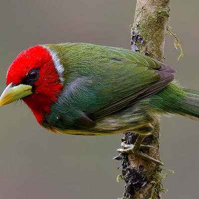 Red-headed Barbet