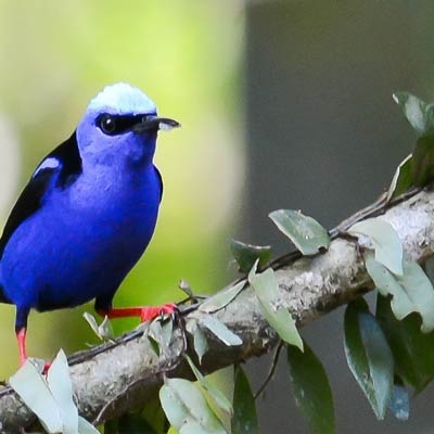 Red-legged Honeycreeper