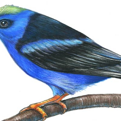 Red-legged Honeycreeper
