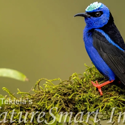 Red-legged Honeycreeper