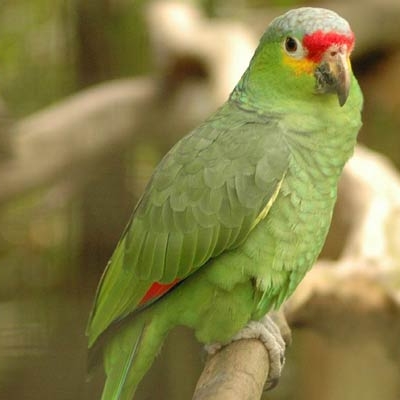 Red-lored Parrot