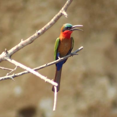 Red-throated Bee-eater
