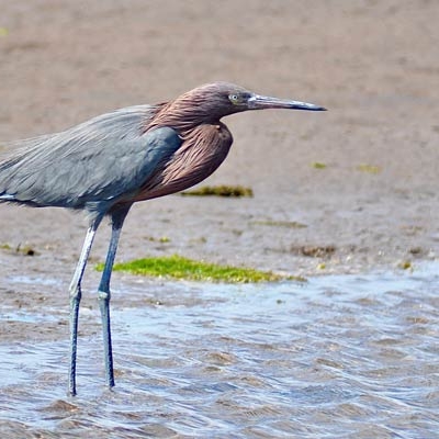 Reddish Egret