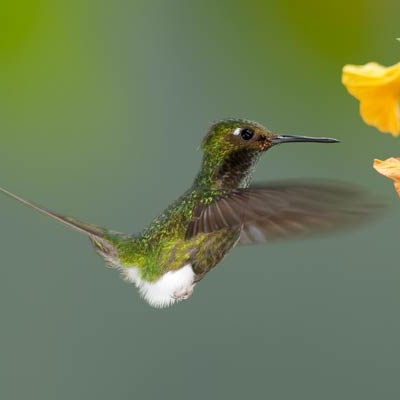 Booted Racket-tail