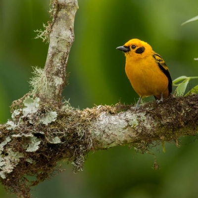 Golden Tanager