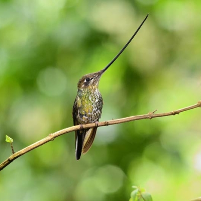 Sword-billed Hummingbird