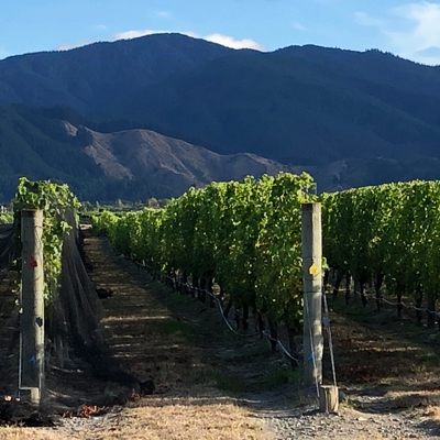 Renwick vineyard