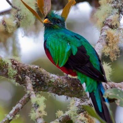 Resplendent Quetzal (Pharomachrus mocinno)
