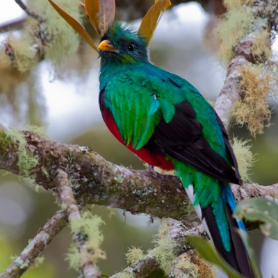 Resplendent Quetzal