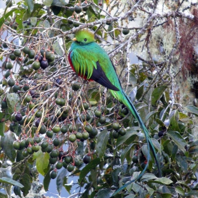 Resplendent Quetzal