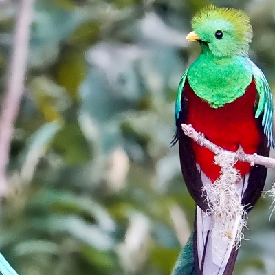 Resplendent Quetzal
