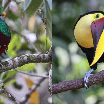 Resplendent Quetzal and Keel-billed Toucan