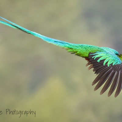 Resplendent Quetzal