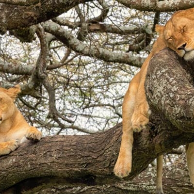 Resting lionesses