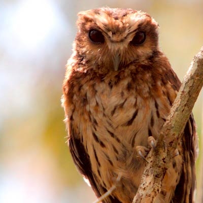 Bare-legged Owl (Margarobyas lawrencii)