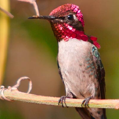 Bee Hummingbird (Mellisuga helenae)