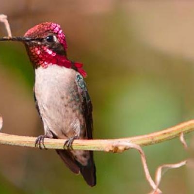Bee Hummingbird (Mellisuga helenae)