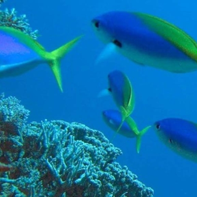 Diving at the Great Barrier Reef