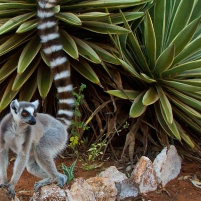 Ring-tailed lemur