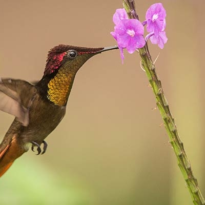 Ruby-topaz Hummingbird