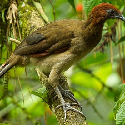 Rufous-headed Chachalaca at Buenaventura Reserve