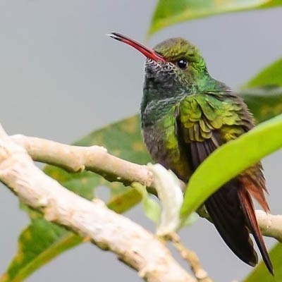 Rufous-tailed Hummingbird