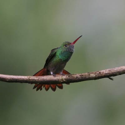 Rufous-tailed Hummingbird