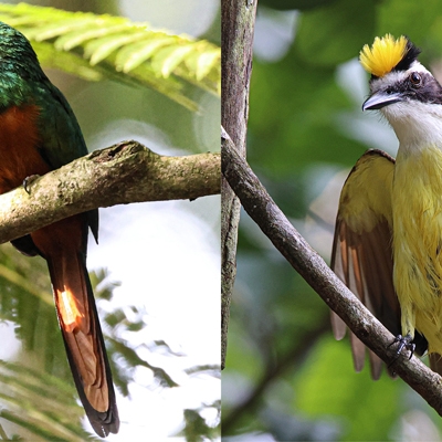 Rufous-tailed Jacamar and Great Kiskadee