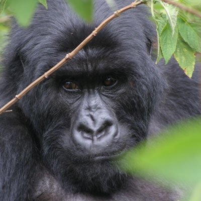 Wild Mountain Gorilla
