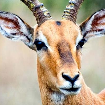 Impala