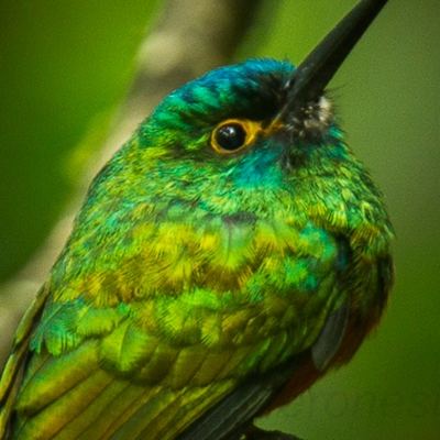 Coppery-chested Jacamar
