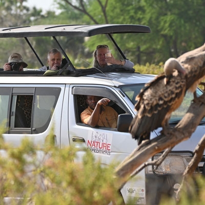 Photographing vultures