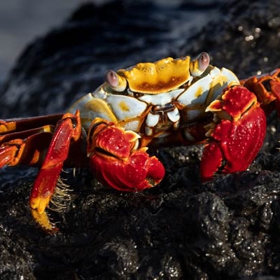 Sally Lightfoot crab