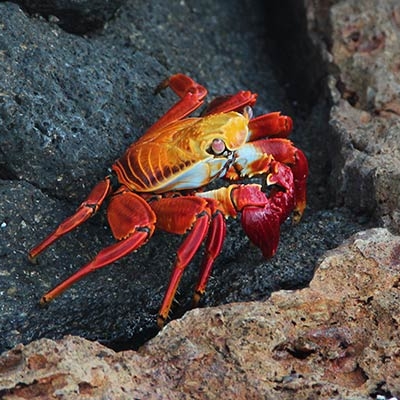 Sally Lightfoot crab