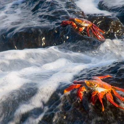 Sally Lightfoot crabs